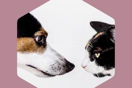 Haustierfotowettbewerb